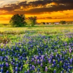 Brenham-Texas-Relocation-Guide.webp